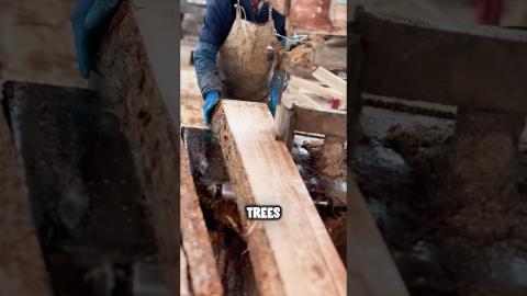 Wood Log Processing Is So Satisfying????????????????#youtubeshorts #inventions #ytshorts