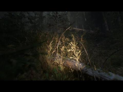 Unreal Engine 5 - MAWI - Medieval Castle - Creepy Forest Test #unrealengine #UE5 #gamedev