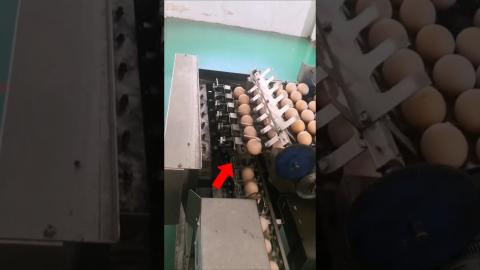 Satisfying Egg Cracker Machine ???????? #new #satisfying #trending #shorts #skills #youtubeshorts #m