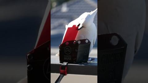 Teaching Cockatoos to raid rubbish bins