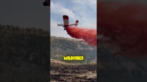 Why They Are Spraying Colour In The Forest? ???????????????? #shorts #new #skills #satisfying #trend